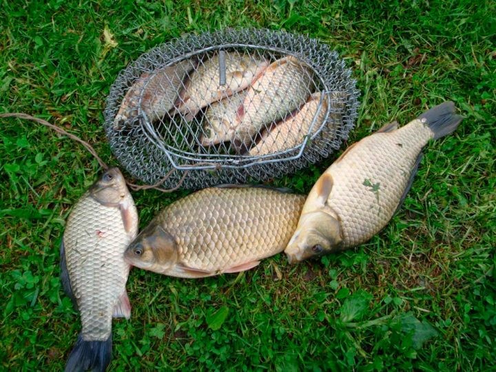 Как поймать зачетного карася на поплавочную снасть