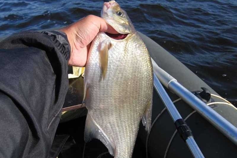 Лещ и подлещик. Места для ловли