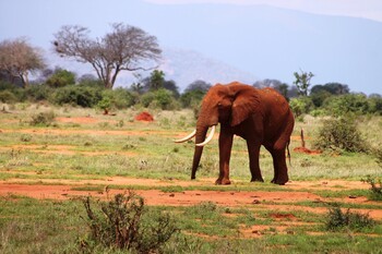 Кения готова принимать иностранных туристов без карантина