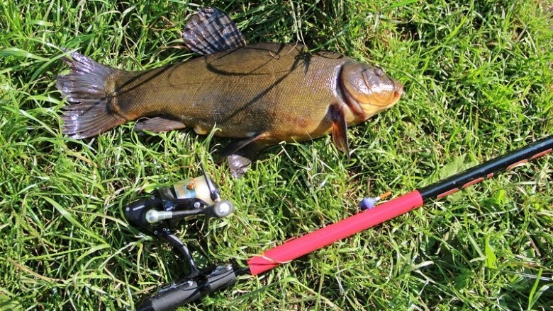 Секреты ловли линя