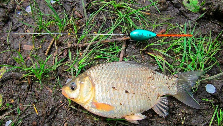 Особенности ловли карася поплавочной удочкой