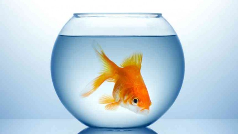 Пьют ли рыбы воду? Разгадка подводного секрета