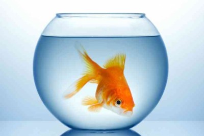 Пьют ли рыбы воду? Разгадка подводного секрета